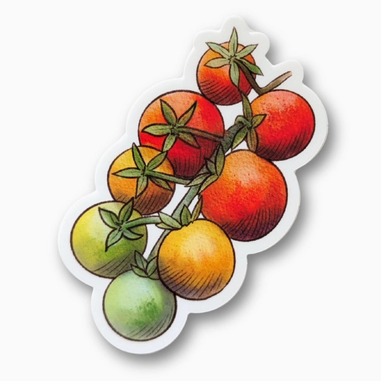 Tomatoes On the Vine •  Vinyl Sticker